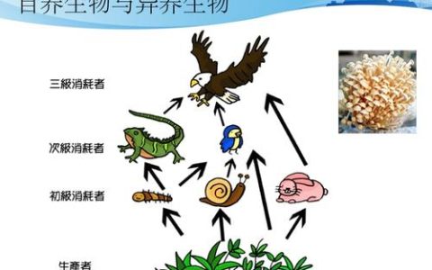 自养生物和异养生物的概念解释及区别