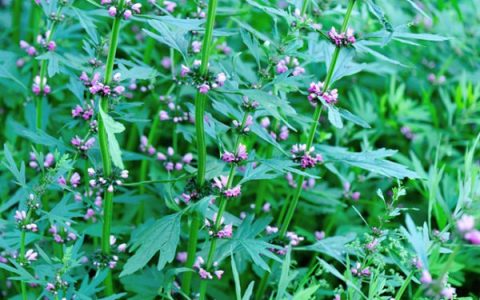 益母草颗粒什么时候吃比较好 益母草可以调经