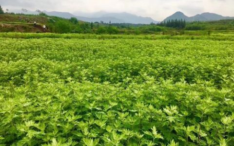 中国三大艾草产地是哪三个 其中最出名的是湖北蕲春的蕲艾