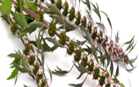 益母草煮鸡蛋什么时候吃最好 最佳时间享用益母草煮鸡蛋