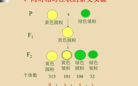 孟德尔的豌豆杂交实验步骤及教学目标分析