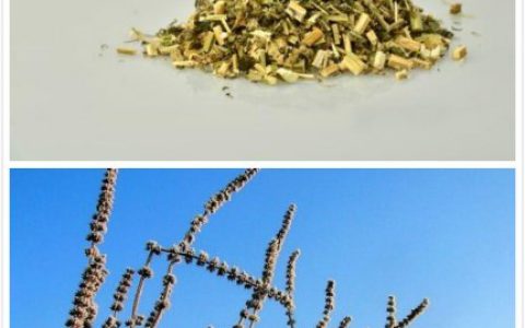 万千女性良药：益母草蜂蜜及作用 益母草蜂蜜：女性的康健秘密