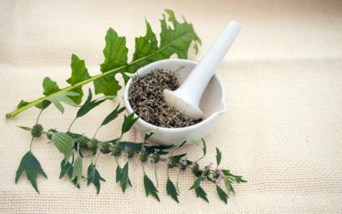 女人你需要注意益母草的副作用 女性需知：益母草的潜在副作用需要注意