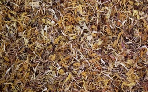 介绍金银花饼的具体做法 金银花饼制作详解：美味养生的健康小吃