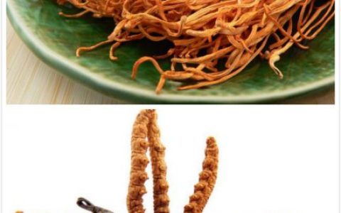 什么是大成草 大成草虫草素含片