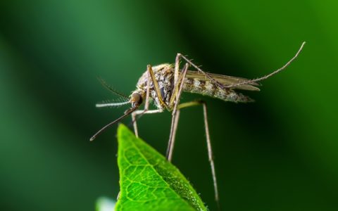 夏威夷为何要空投数万只蚊子 对普通人会有影响吗
