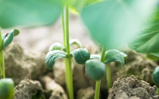 立春养生要注意什么？早晨散步是否比剧烈运动更合适？