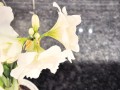 春季养生方法和注意事项，全面了解不踩坑