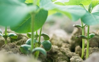 2026年躲春几点到几点？躲春时段的饮食养生攻略